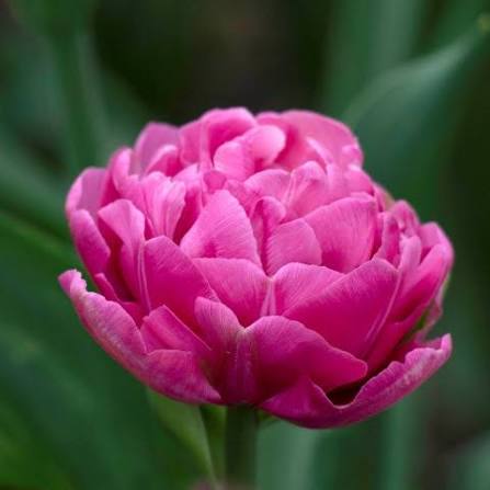 Tulip Amazing Grace Bulbs
