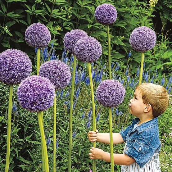 Allium Gladiator Bulb