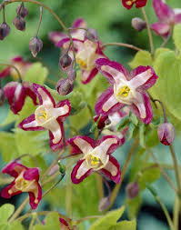 Red Barrenwort Epimedium rubrum  qt