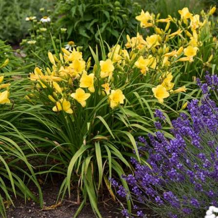 Happy Returns Dayllily Hemerocallis gal