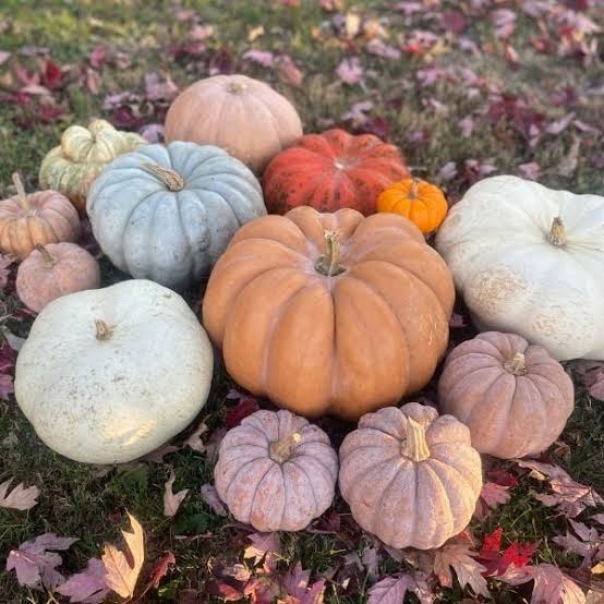 Pumpkin Heirloom