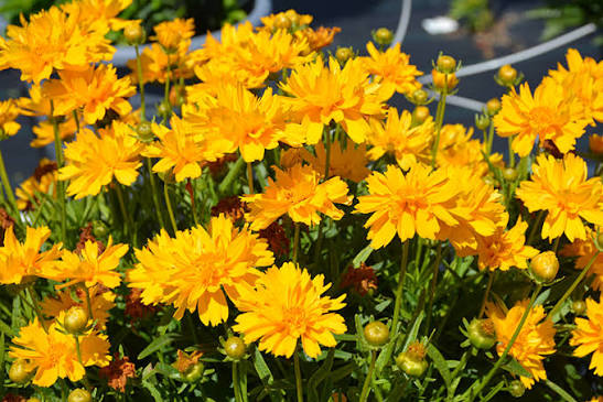 Coreopsis ‘Double the Sun’ 1 gal