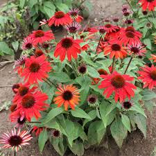 Echinacea Sombrero Sangrita 1 gal
