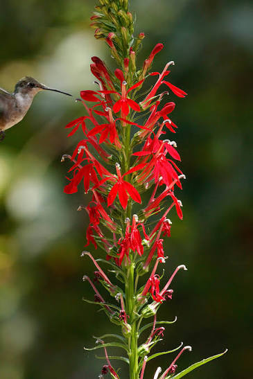 Cardinal Flower, Cardinalis 1 gal