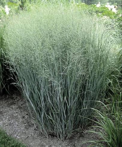 Grass Panicum Heavy Metal 2gl