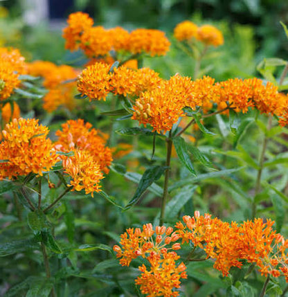 Asclepias tuberosa 1 gal