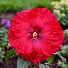 Hibiscus hybrid Summerific® &