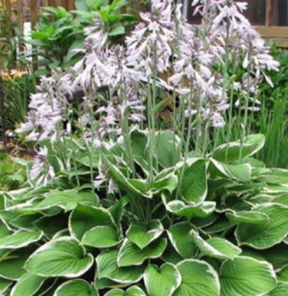 Hosta Francee 1 gal