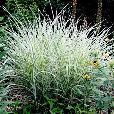 Grass Miscanthus &
