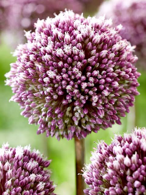 Allium Summer Drummer Bulbs