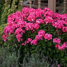 Phlox Glamour Girl 1 gal