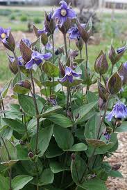 Clematis Stand By Me 1 gal