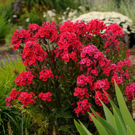 Phlox paniculata ‘Red Riding Hood’ 1 gal