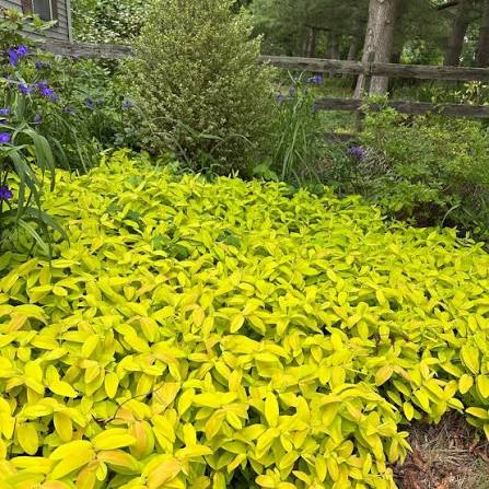 Hypericum ‘Brigadoon’ 1 QT