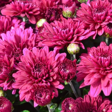Mum Plumberry Purple 9"