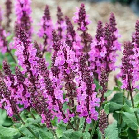 Salvia Marvel Rose  1 gal