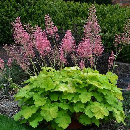 Heuchera Pistachio Ambrosia 1 gal PW