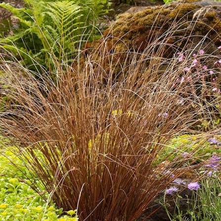 Carex Red Rooster Grass 1 gal