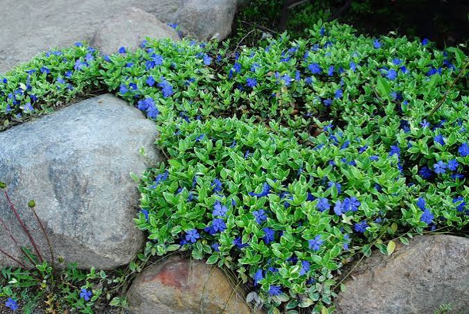 Vinca Bowles 6pk