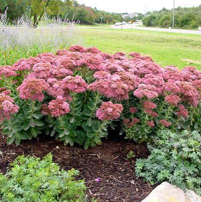 Sedum Autumn Fire 1 gal