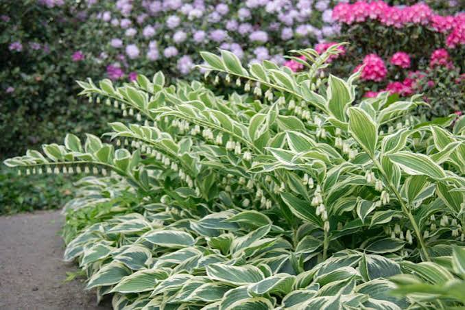 Solomon Seal Variegated Polygonatum Odoratum Variegatum 19cm