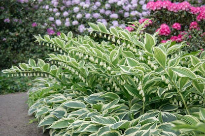 Solomon Seal Variegated Polygonatum Odoratum Variegatum 19cm