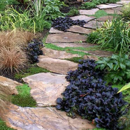 Ajuga Black Scallop 6pk