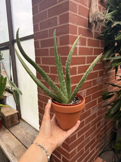 4" Aloe Vera