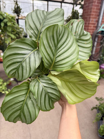 6" Calathea Orbifolia