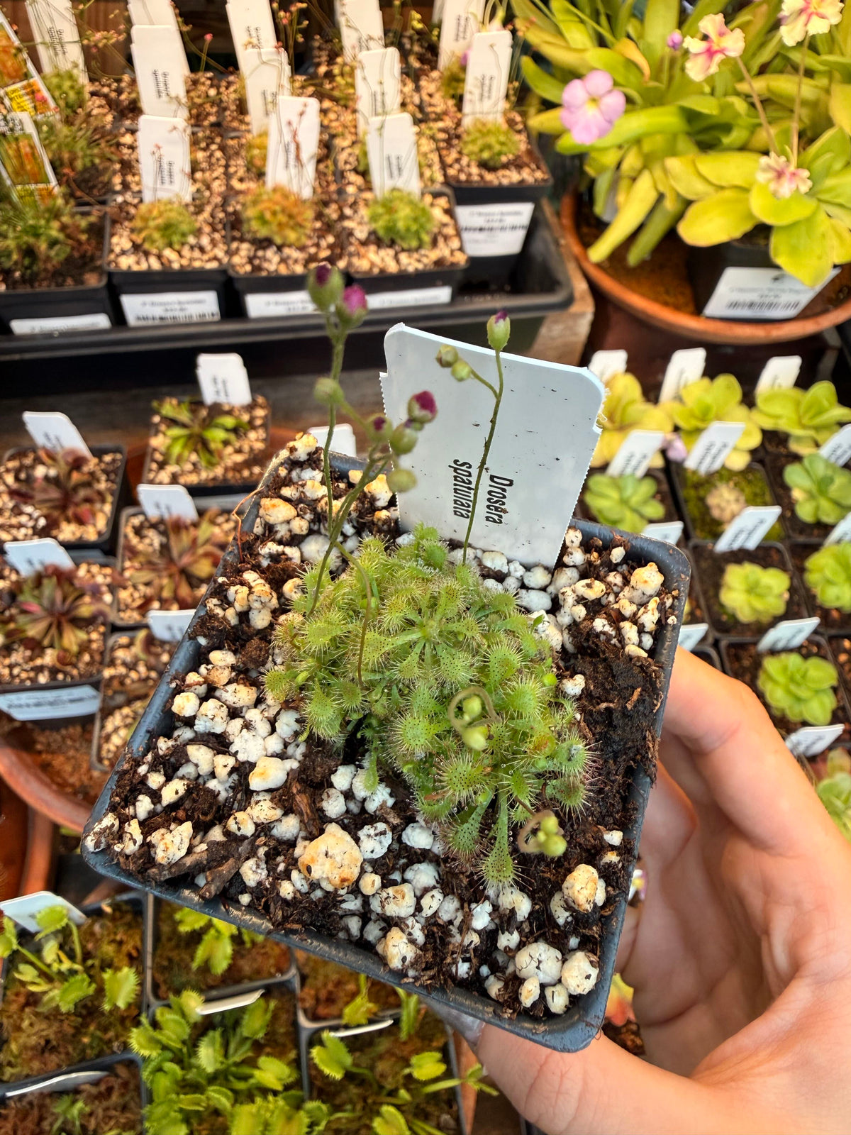 3" Drosera Spatulata