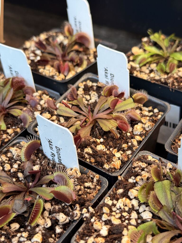3" Venus Flytrap