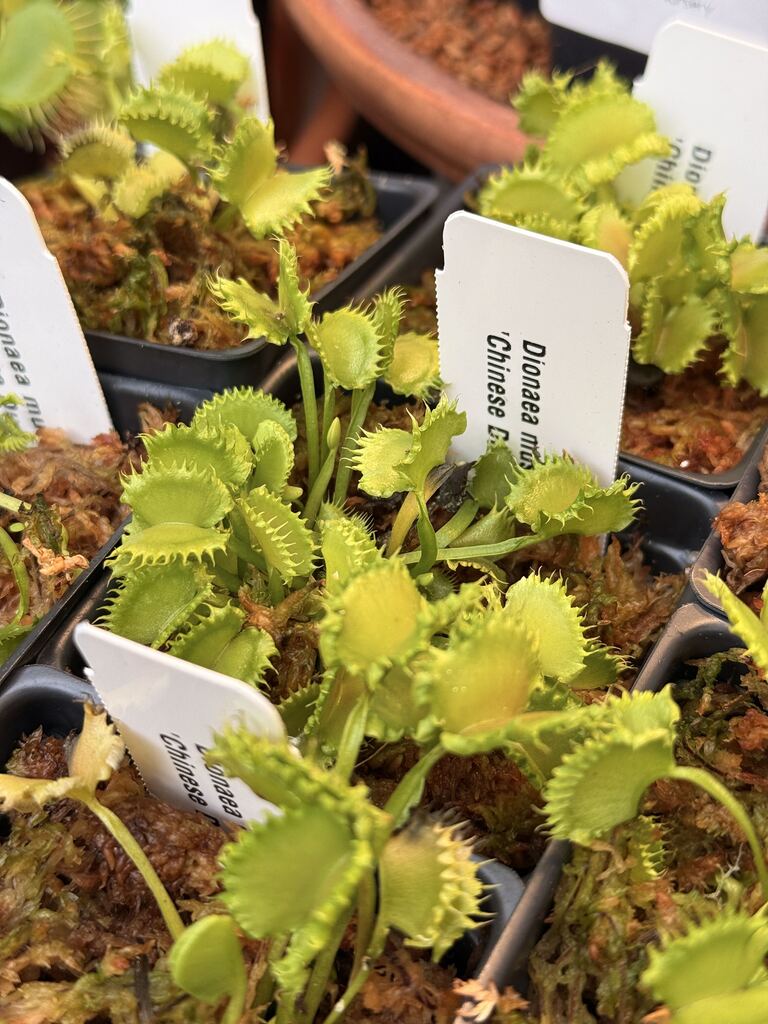 3" Venus Flytrap