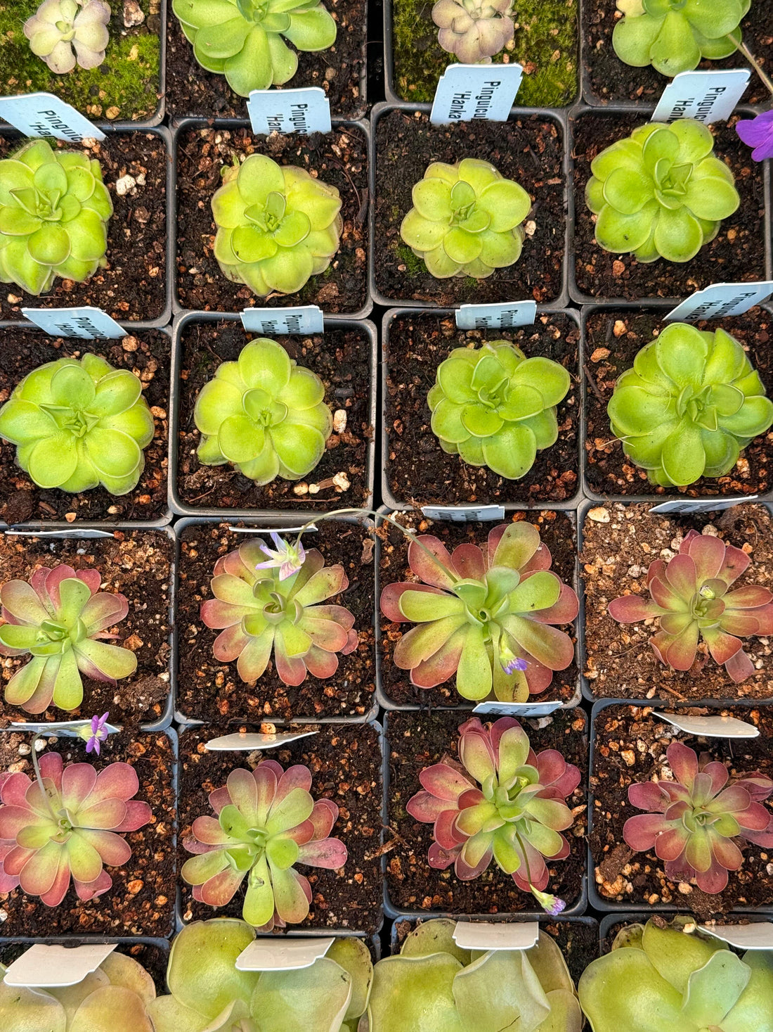 3" Pinguicula