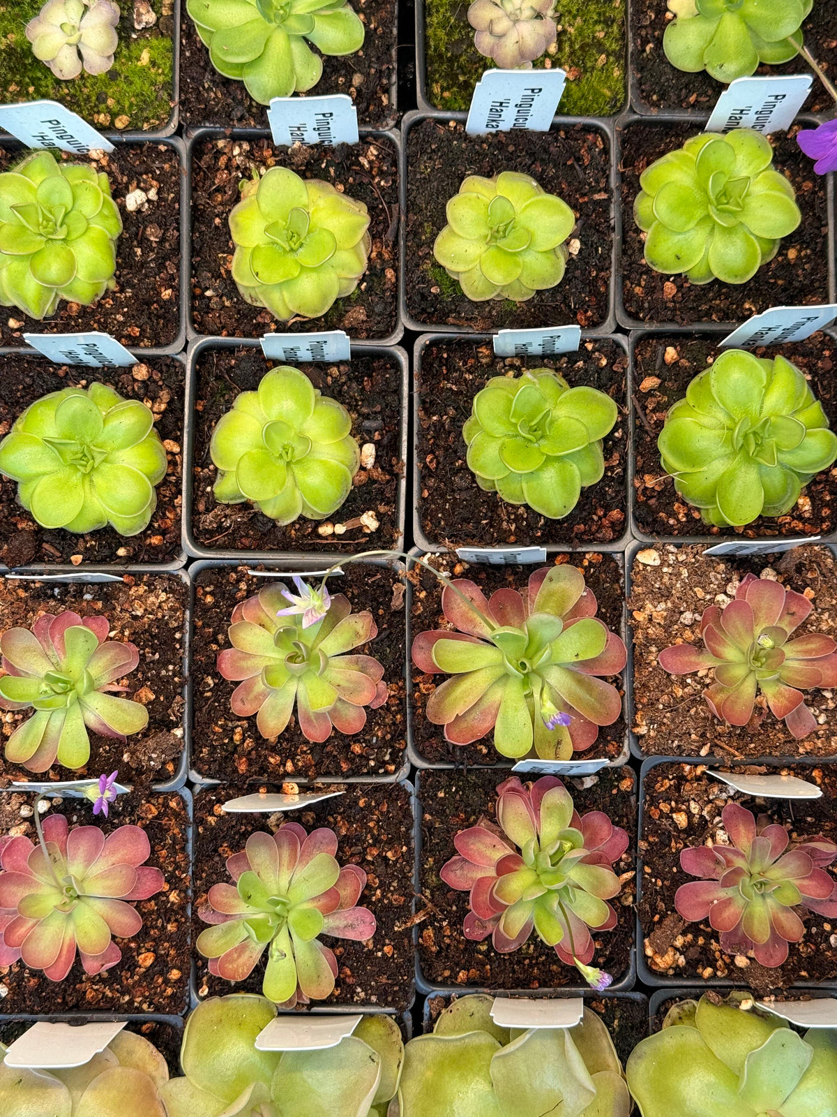 3" Pinguicula