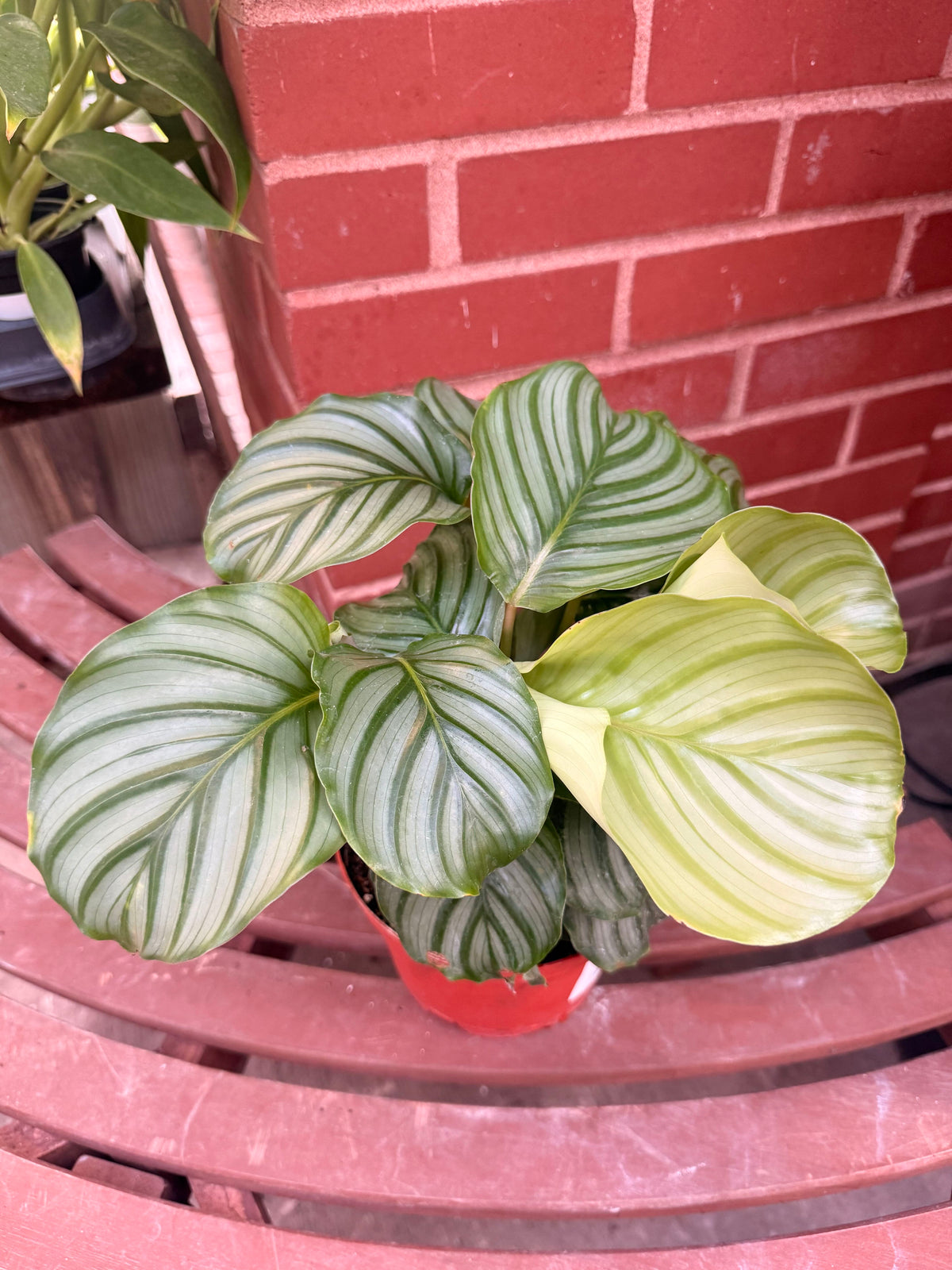 6" Calathea Orbifolia
