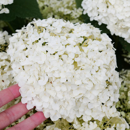Hydrangea &
