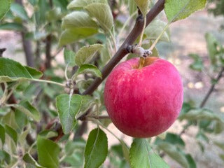 Apple &