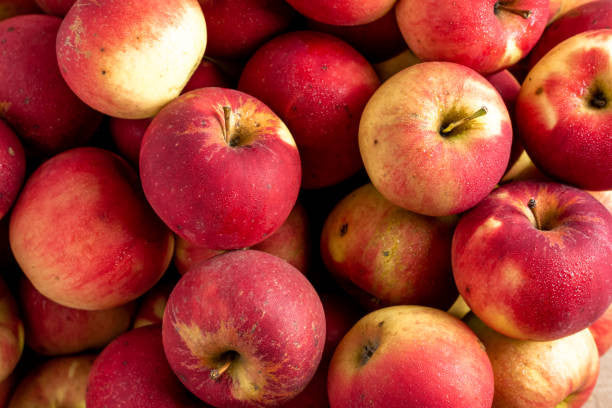 Jonathon Apple Tree 