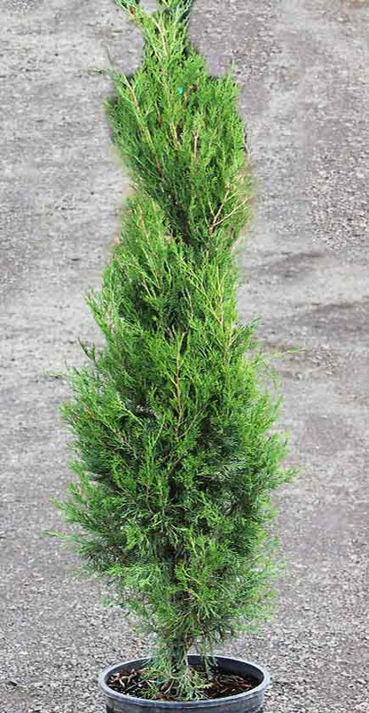 Juniper &