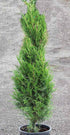 Juniper &