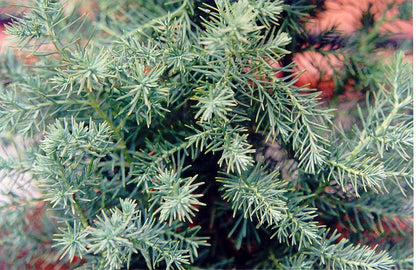 Juniper &