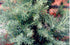 Juniper &