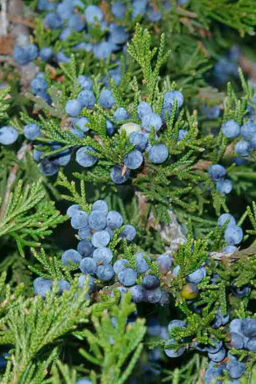 Juniper Virginia Native 3-4 