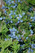 Juniper Virginia Native 3-4 