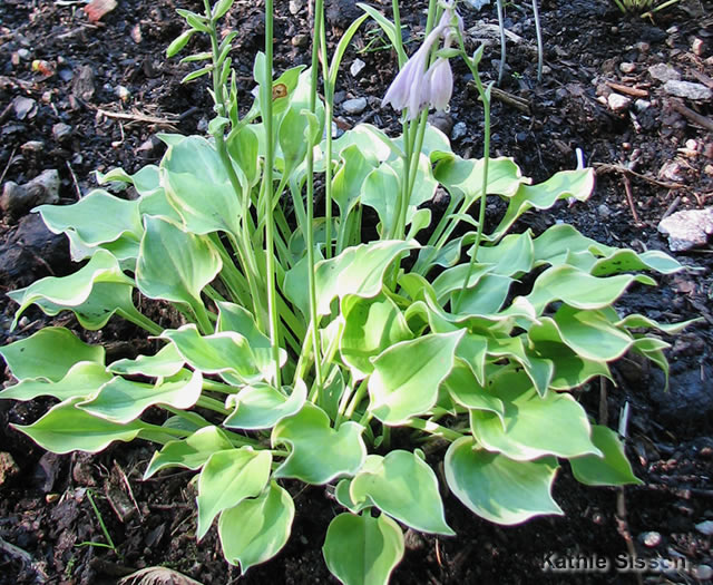 Lakeside Scamp Hosta 1qt plant photo
