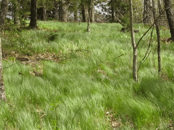 Pennsylvania Sedge 