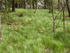 Pennsylvania Sedge 