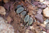 4" Haworthia Truncata plant photo