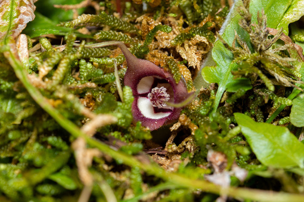 Asarum canadense Wild Ginger 1 qt plant photo