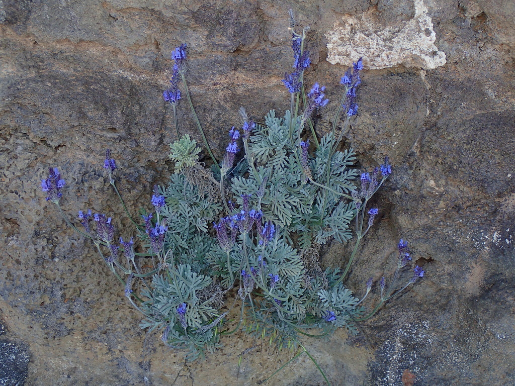 Lavender Lavendula Phenomenal 